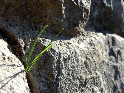 Weeds growing through rocks
