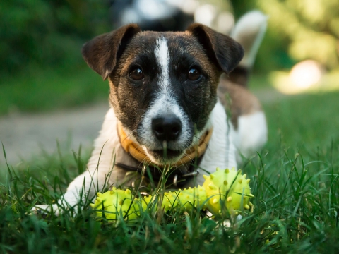 Protect Your Landscape from Your Dog