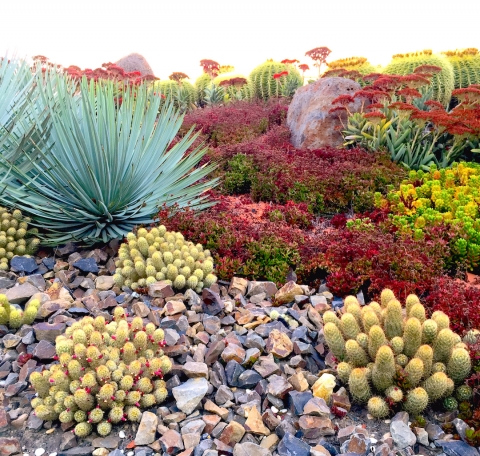 Tips to Bring Color to Your Desert Landscape