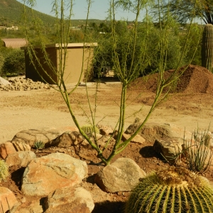 Desert Landscape Transformation