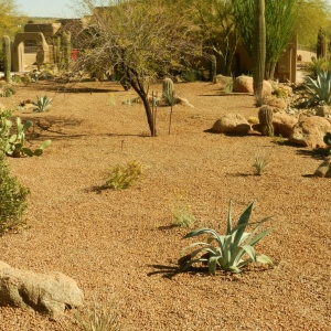 Desert Landscape Transformation