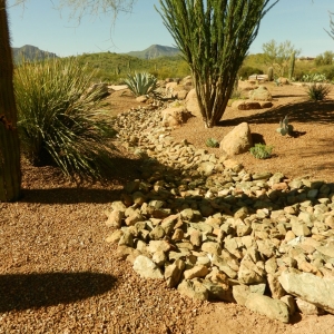 Desert Landscape Transformation