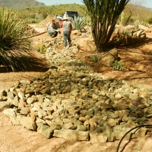Desert Landscape Transformation